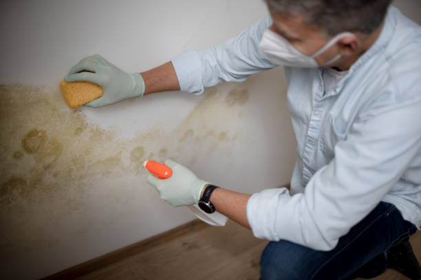 Best Emergency Mold Removal  in Spotswood, NJ