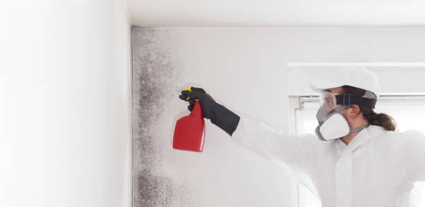 Certified Mold Removal in Spotswood, NJ