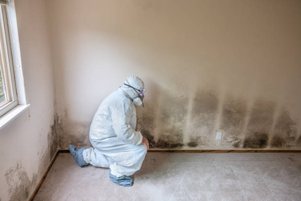 Best Fast Mold Removal  in Spotswood, NJ
