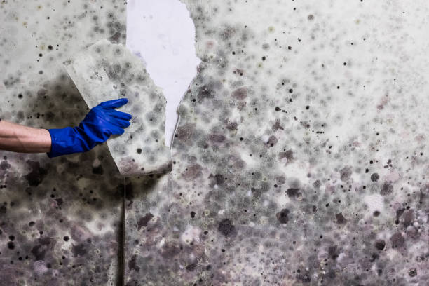 Best Fast Mold Removal  in Spotswood, NJ