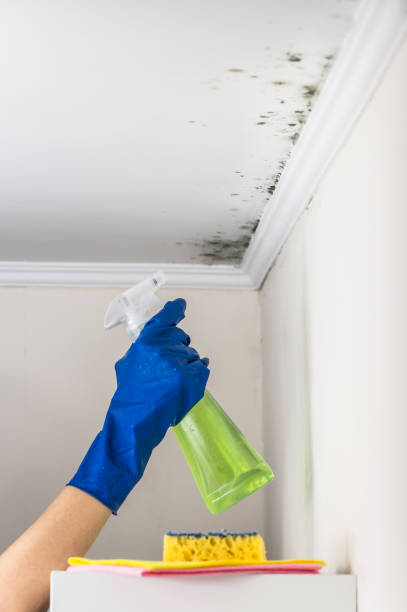 Spotswood, NJ Mold Removal Company