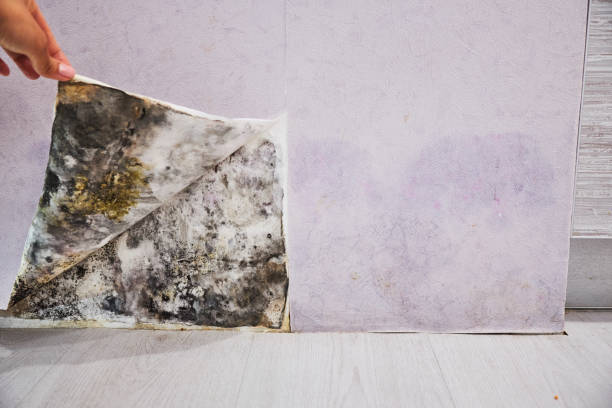 Best Professional Mold Removal  in Spotswood, NJ